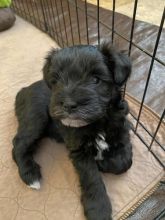 Miniature Schnauzer Puppies.