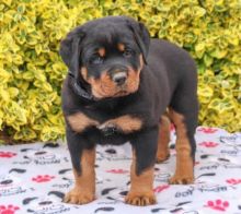 Rottweiler Puppies