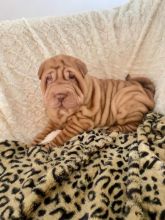 Shar Pei Puppies For Sale, Text (270) 560-7621