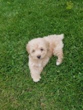 Shih-poo Puppies For Sale, Text (270) 560-7621
