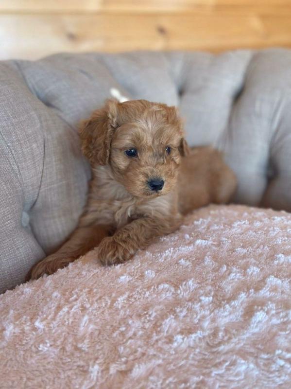 Beautiful apoo Puppies Image eClassifieds4u