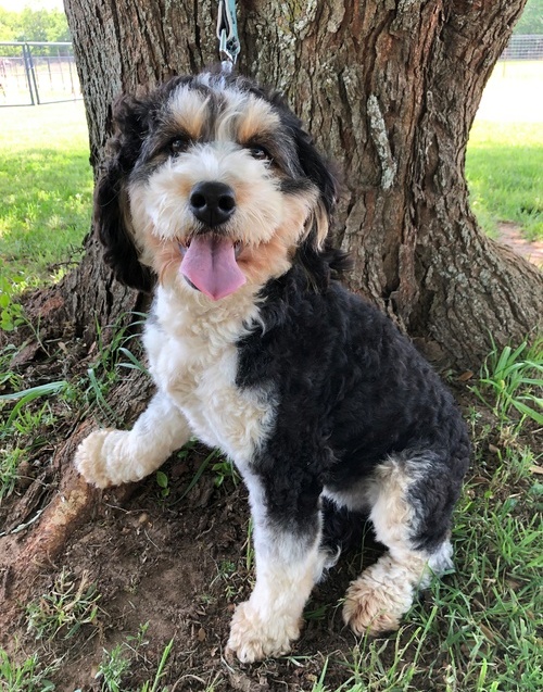 Bernedoodle Puppies For Sale, Text (270) 560-7621 Image eClassifieds4u