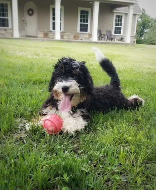 Bernedoodle Puppies For Sale, Text (270) 560-7621 Image eClassifieds4u