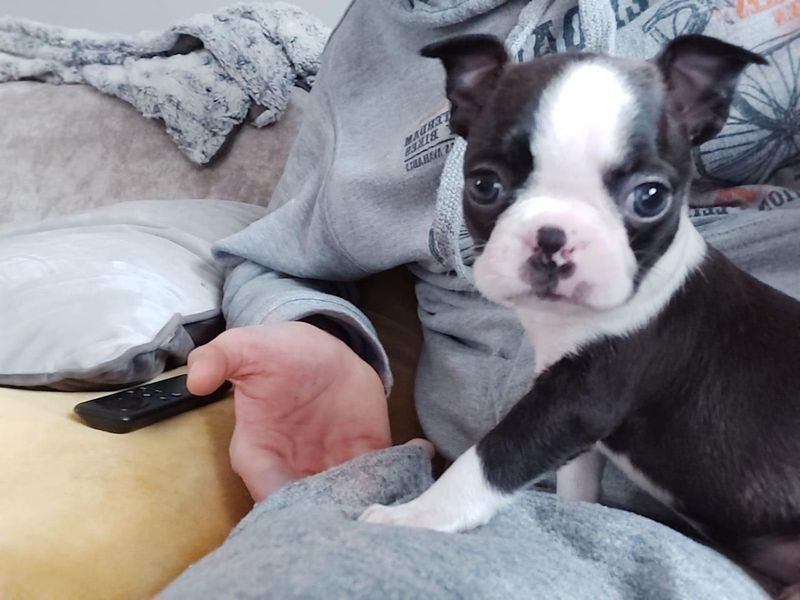 Boston Terrier Puppies Image eClassifieds4u