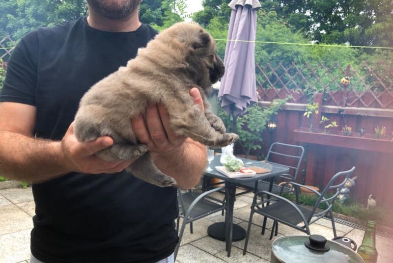 Chow Chow Puppies Image eClassifieds4u