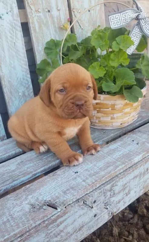 Dogue de Bordeaux Puppies Image eClassifieds4u