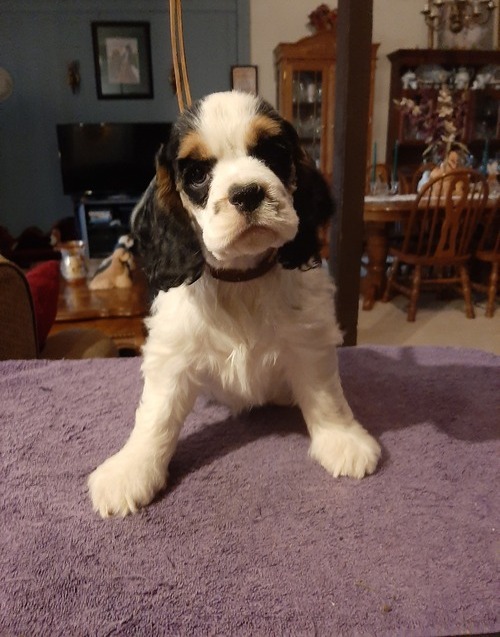 Loving er Spaniel Puppies For Sale, Text (270) 560-7621 Image eClassifieds4u