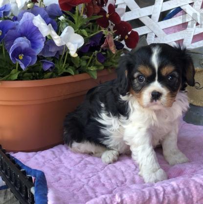 Fantastic Cavalier King Charles Spaniel Puppies For Sale, Text (270) 560-7621 Image eClassifieds4u