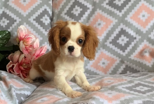Fantastic Cavalier King Charles Spaniel Puppies For Sale, Text (270) 560-7621 Image eClassifieds4u