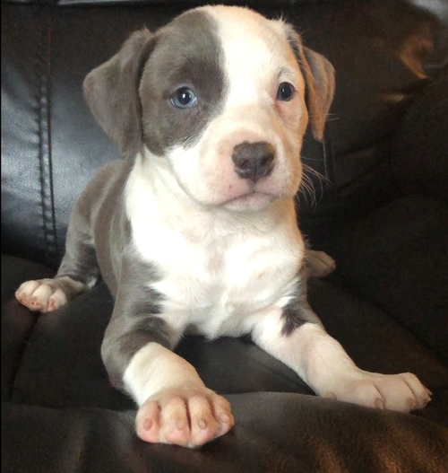 First-class Pit Bull TerrierPuppies For Sale, Text (270) 560-7621 Image eClassifieds4u