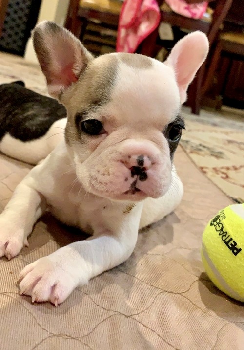 Gallant French Bulldog Puppies For Sale, Text (270) 560-7621 Image eClassifieds4u