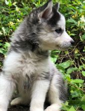 Siberian Husky Puppies For Sale, Text +1(270) 560-7621 Image eClassifieds4u 4