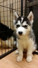Siberian Husky Puppies For Sale, Text +1(270) 560-7621 Image eClassifieds4u 2