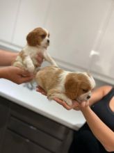 Cavalier King Charles Spaniel Puppies Image eClassifieds4U