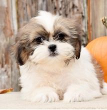 C.K.C MALE AND FEMALE SHIH TZU PUPPIES AVAILABLE Image eClassifieds4u 1