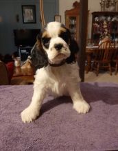 Loving er Spaniel Puppies For Sale, Text (270) 560-7621 Image eClassifieds4u 2
