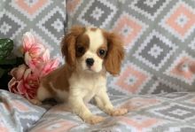 Fantastic Cavalier King Charles Spaniel Puppies For Sale, Text (270) 560-7621 Image eClassifieds4u 2