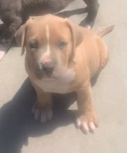 First-class Pit Bull TerrierPuppies For Sale, Text (270) 560-7621 Image eClassifieds4u 2