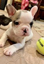 Gallant French Bulldog Puppies For Sale, Text (270) 560-7621 Image eClassifieds4u 3