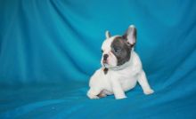 Gallant French Bulldog Puppies For Sale, Text (270) 560-7621 Image eClassifieds4u 2