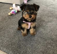 Yorkie Puppies Available Image eClassifieds4U