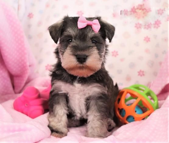 Miniature Schnauzer Puppies Image eClassifieds4u