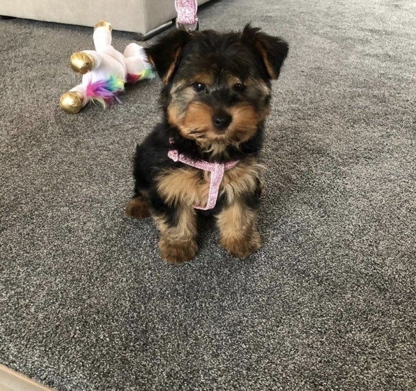 Yorkie Puppies Available Image eClassifieds4u