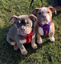 Beautiful Litter Of Olde English Bulldogs