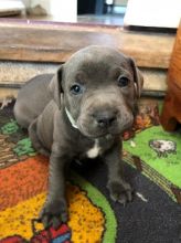 Blue Staff Bitch Pick Of The Litter Top Bloodlines For Sale Text us (908) 516-8653‬)