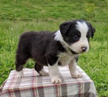 Border Collie Puppies