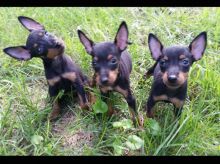 Manchester Terrier For Sale Text us (908) 516-8653‬)