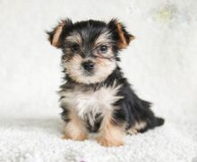 Morkie Puppies