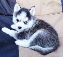 Pomsky Puppies