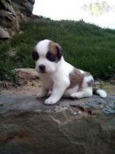 Saint Bernard Puppies