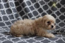 Shih-Poo Puppies