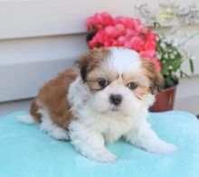 Shih Tzu Puppies