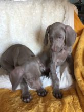 Weimarana Pups For SALE (908) 516-8653‬)
