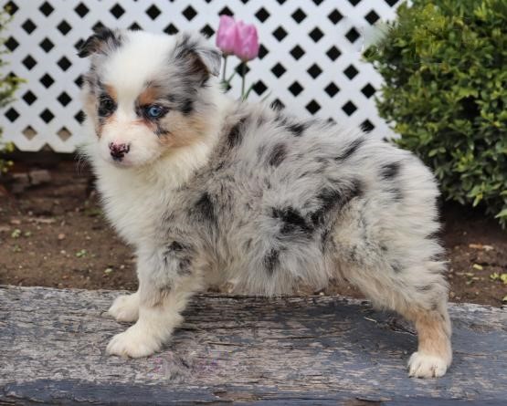 Australian Shepherd Puppies Image eClassifieds4u