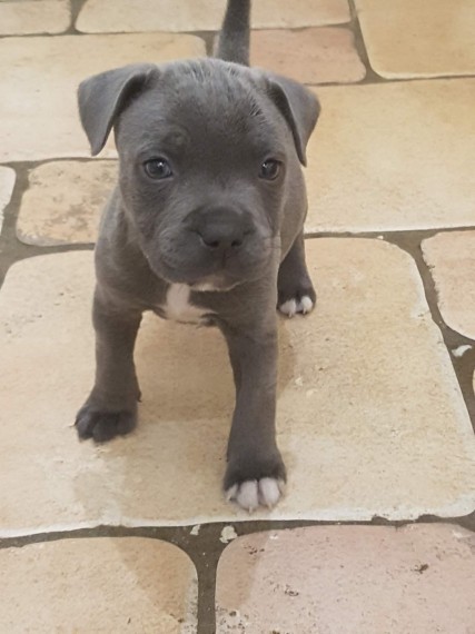 Blue Staffy Pups Text us (908) 516-8653‬) For Sale Image eClassifieds4u