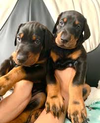 Dobermann Puppies For Sale Text us (908) 516-8653‬) Image eClassifieds4u