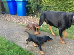 Dobermann Puppies For Sale Text us (908) 516-8653‬) Image eClassifieds4u