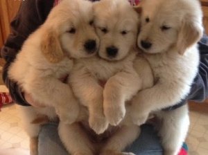 Golden Retriever For Sale Text us (908) 516-8653‬) Image eClassifieds4u