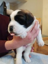 Beautiful Saint Bernard Puppies For Sale Text us (908) 516-8653‬) Image eClassifieds4u 2