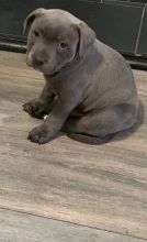 M&F Staffordshire Bull Terrier Text us (908) 516-8653‬) Image eClassifieds4U