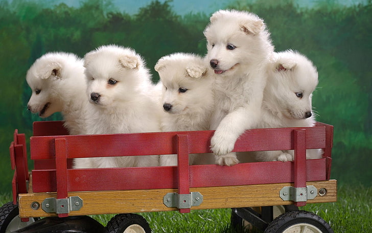 Samoyeds are loving and loyal by nature For Sale Text us (908) 516-8653‬) Image eClassifieds4u