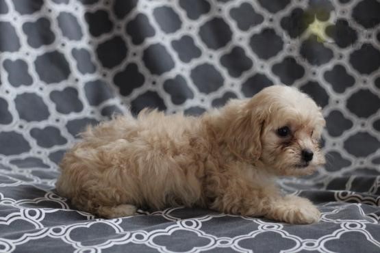 Shih-Poo Puppies Image eClassifieds4u