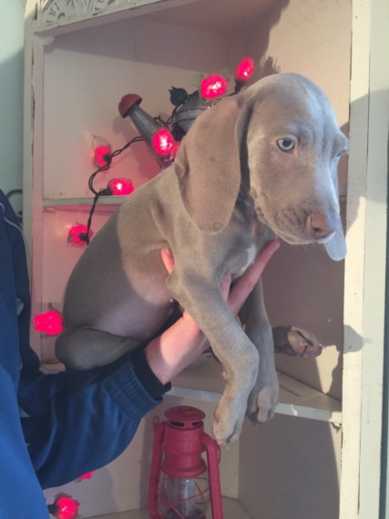 Weimarana Pups For SALE (908) 516-8653‬) Image eClassifieds4u
