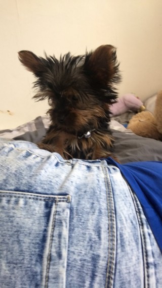 Yorkshire Terrier Puppy For Sale Text us (908) 516-8653‬) Image eClassifieds4u
