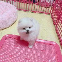 Affectionate Teacup Pomeranian puppies Available