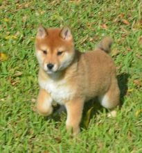 Vet checked and fluffy Shiba inu puppies